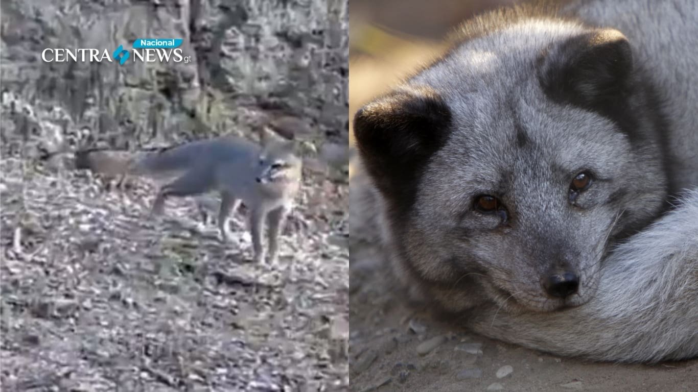 Conap solicita no atacar al zorro gris visto en residencial de Mixco