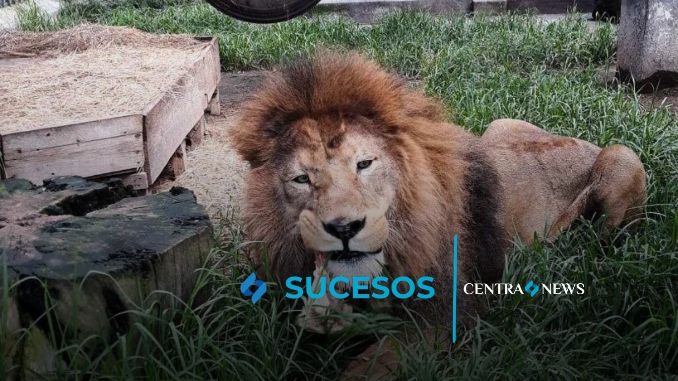 Fallece el león Simba
