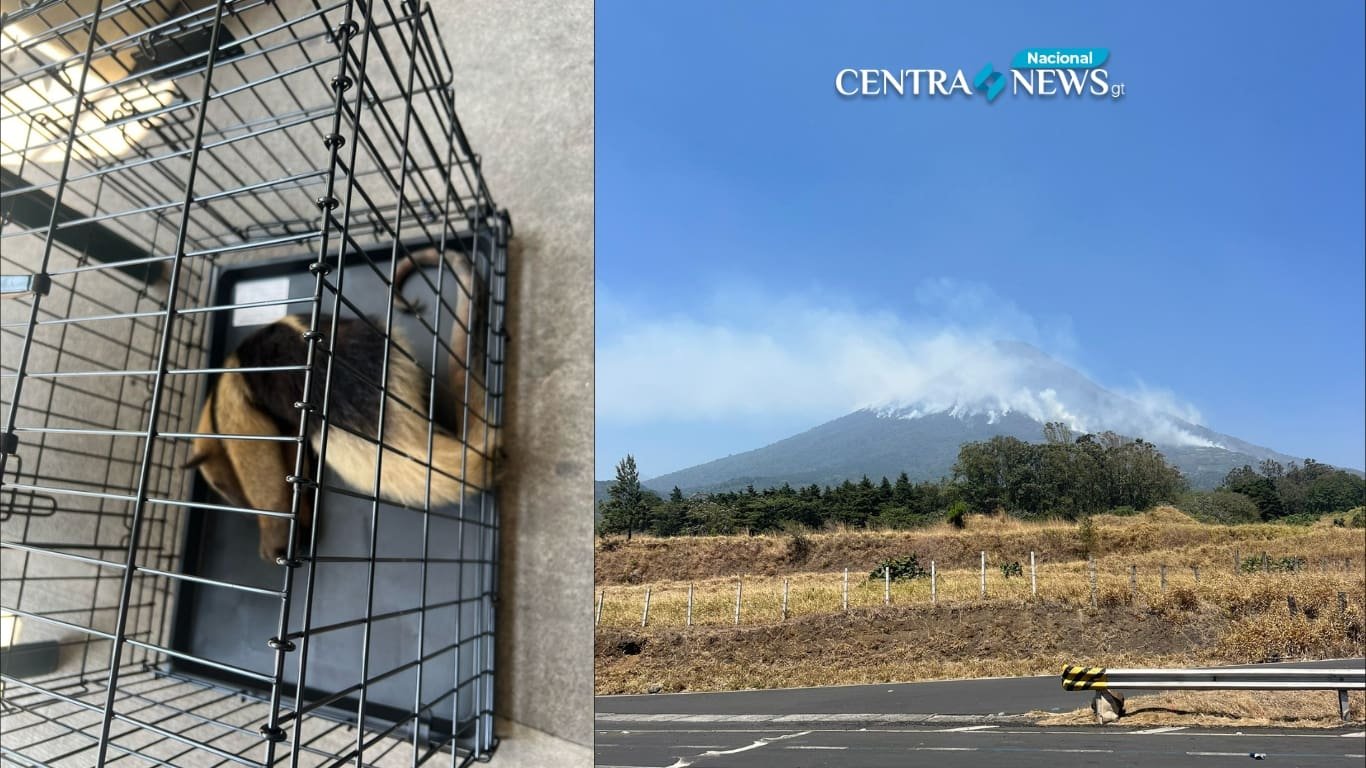 Rescatan oso hormiguero y mapache