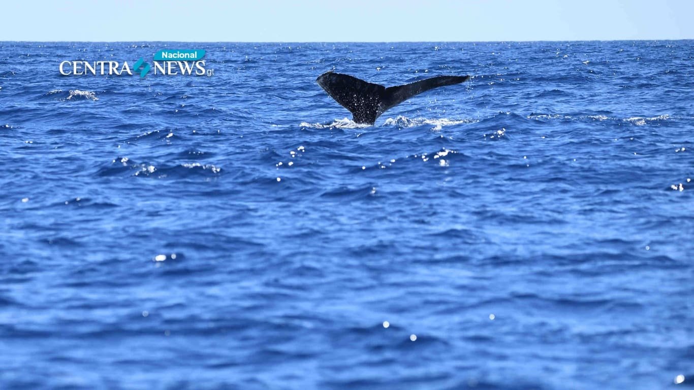 Avistaje de cetáceos y fauna marina en el Pacífico de Guatemala