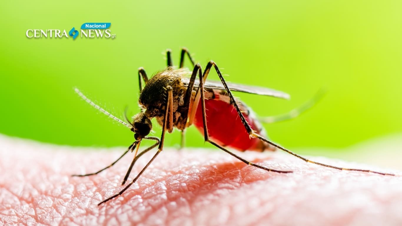 OPS alerta sobre crisis de dengue en América