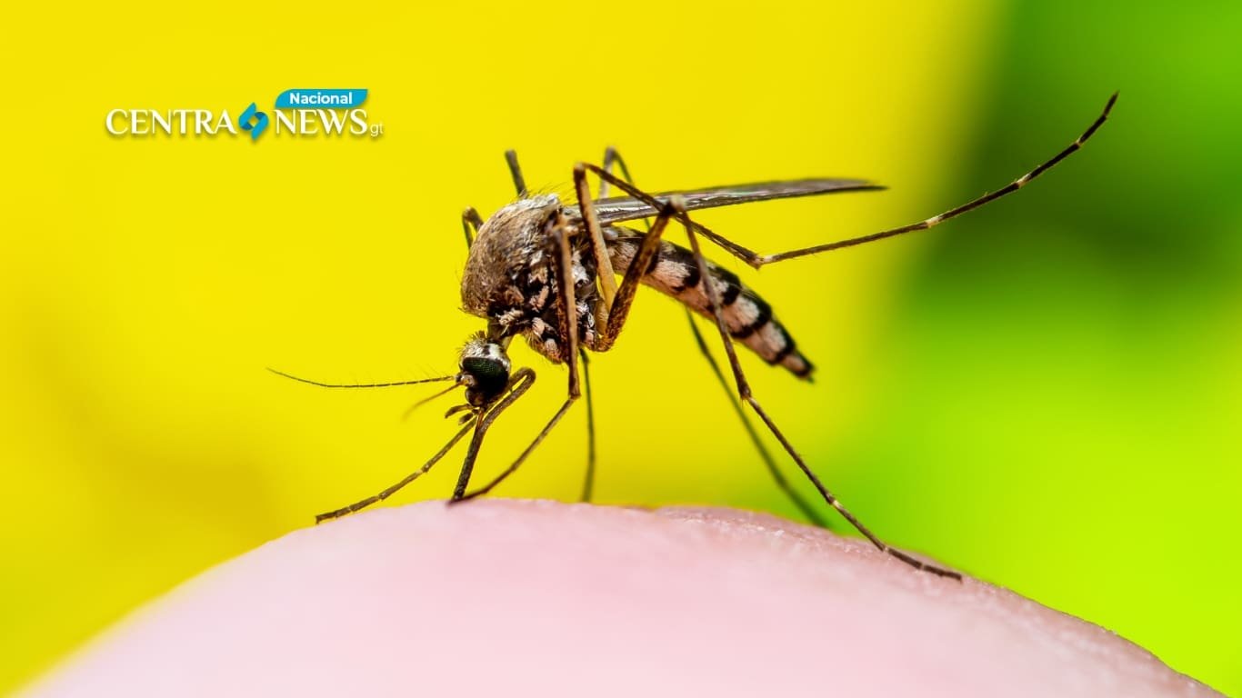 Preocupación por aumento de casos de dengue en Guatemala