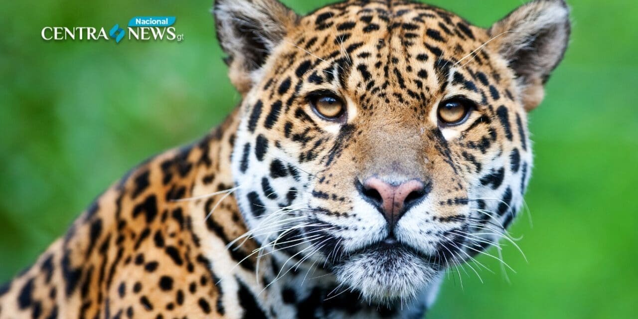 Turistas sorprendidos por jaguar y cría en carretera hacia Tikal