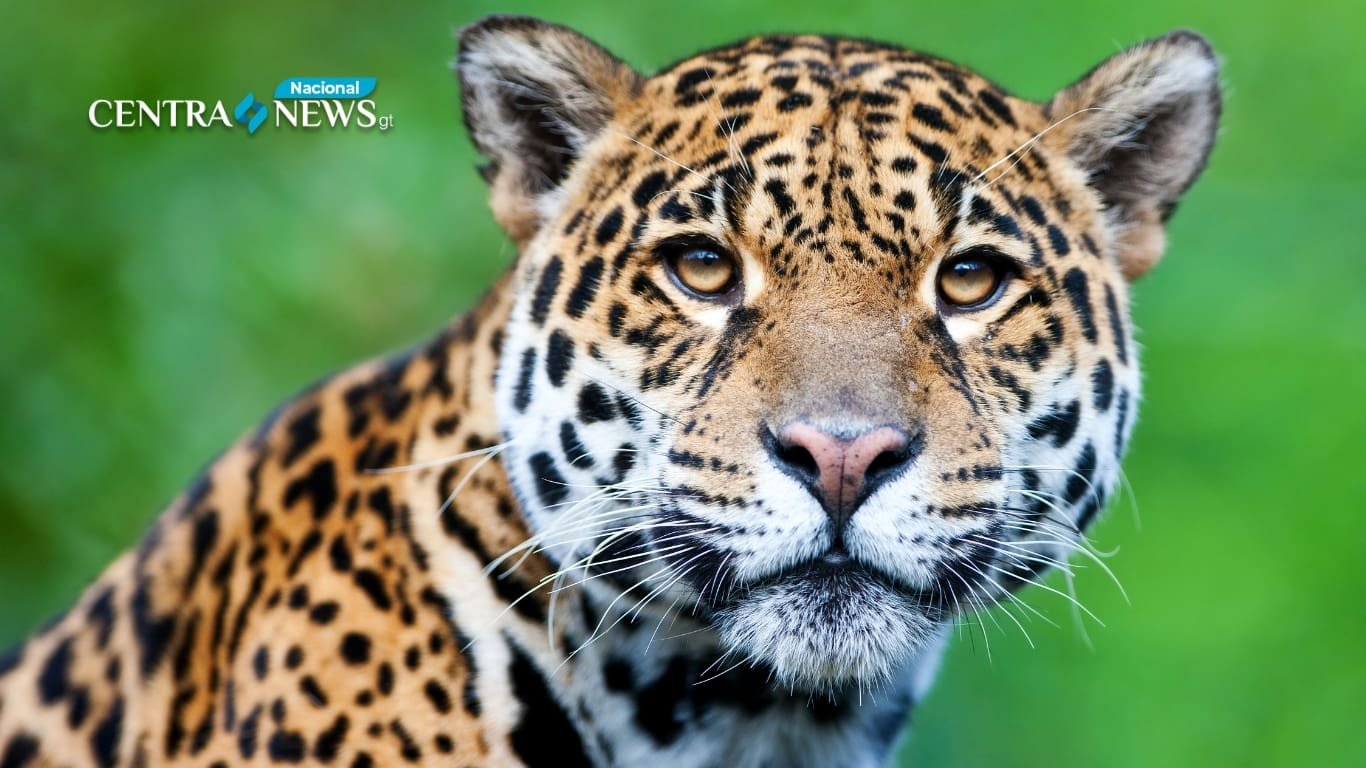 Turistas sorprendidos por jaguar y cría en carretera hacia Tikal