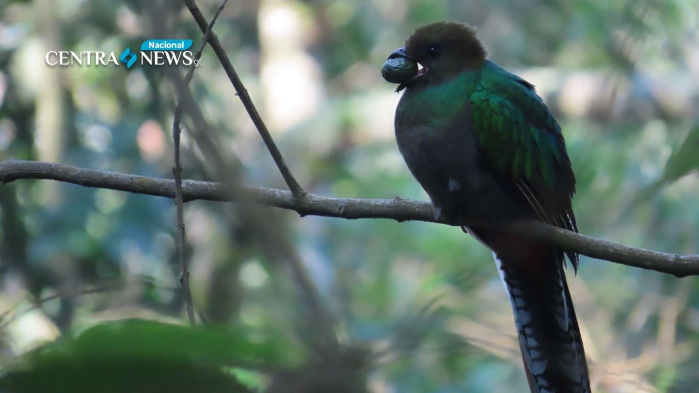 Captar imágenes de una cría de Quetzal en San Marcos