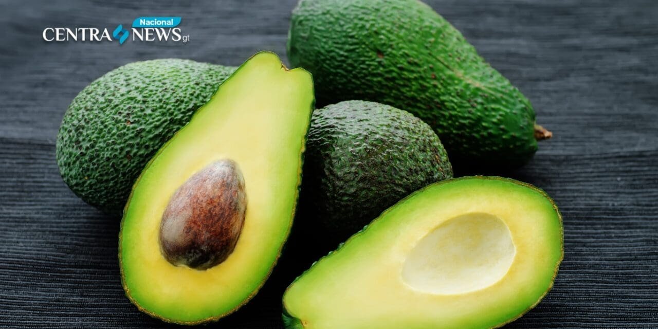 El aguacate hass guatemalteco podría llegar pronto a EE. UU.