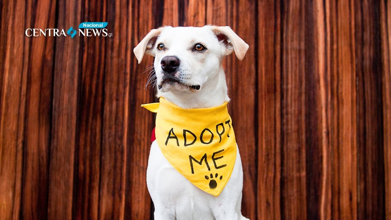 Perros rescatados en Mixco buscan hogar