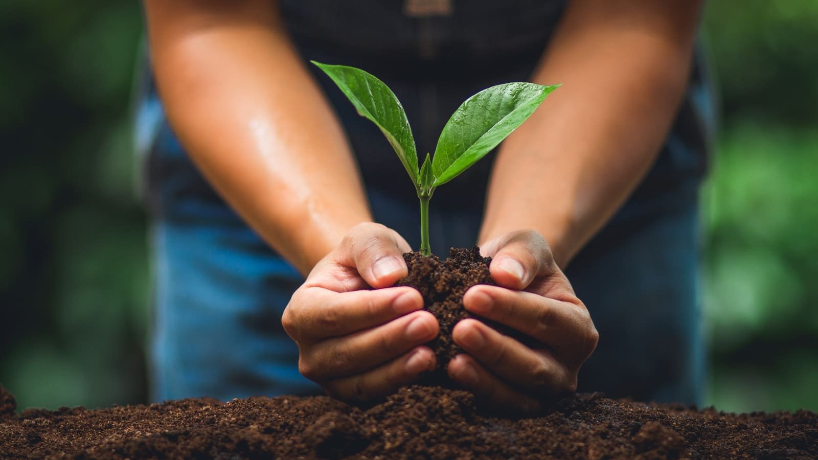 INAB planea plantar más de 400 mil árboles en 2024