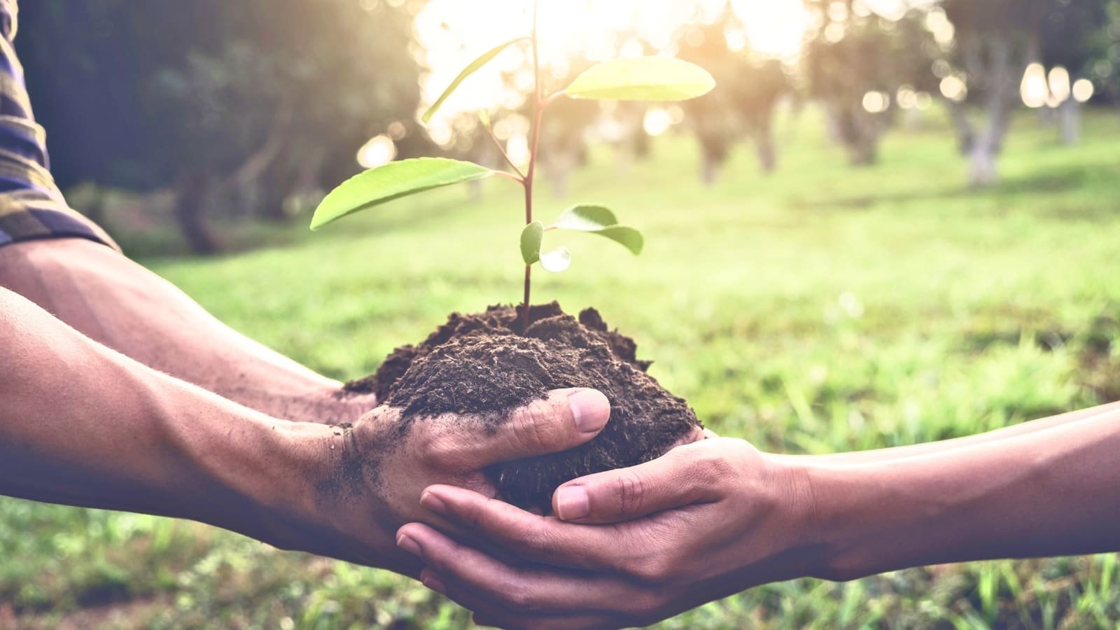 Promueven la reforestación urbana para combatir el calor en Guatemala