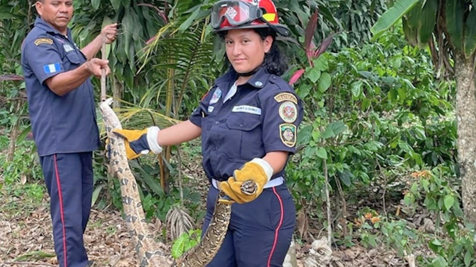 Rescatan a enorme serpiente en San Andrés Villa Seca