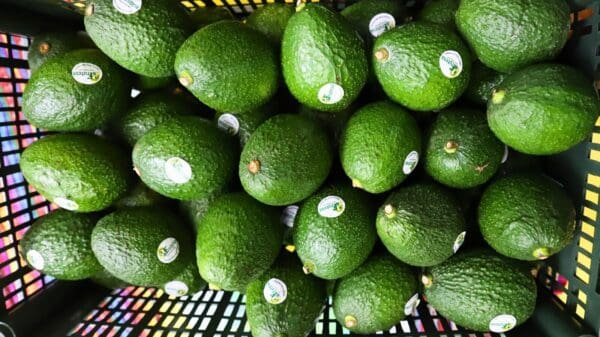 Lanzan cuarto Congreso Nacional de Aguacate 2024