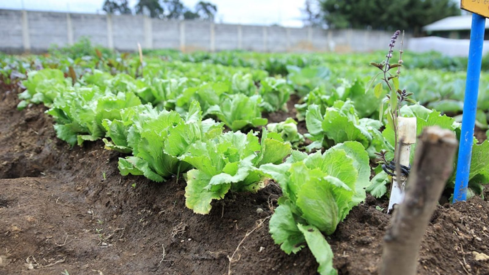 Apoyo alimentario a familias afectadas por pérdidas en cultivos