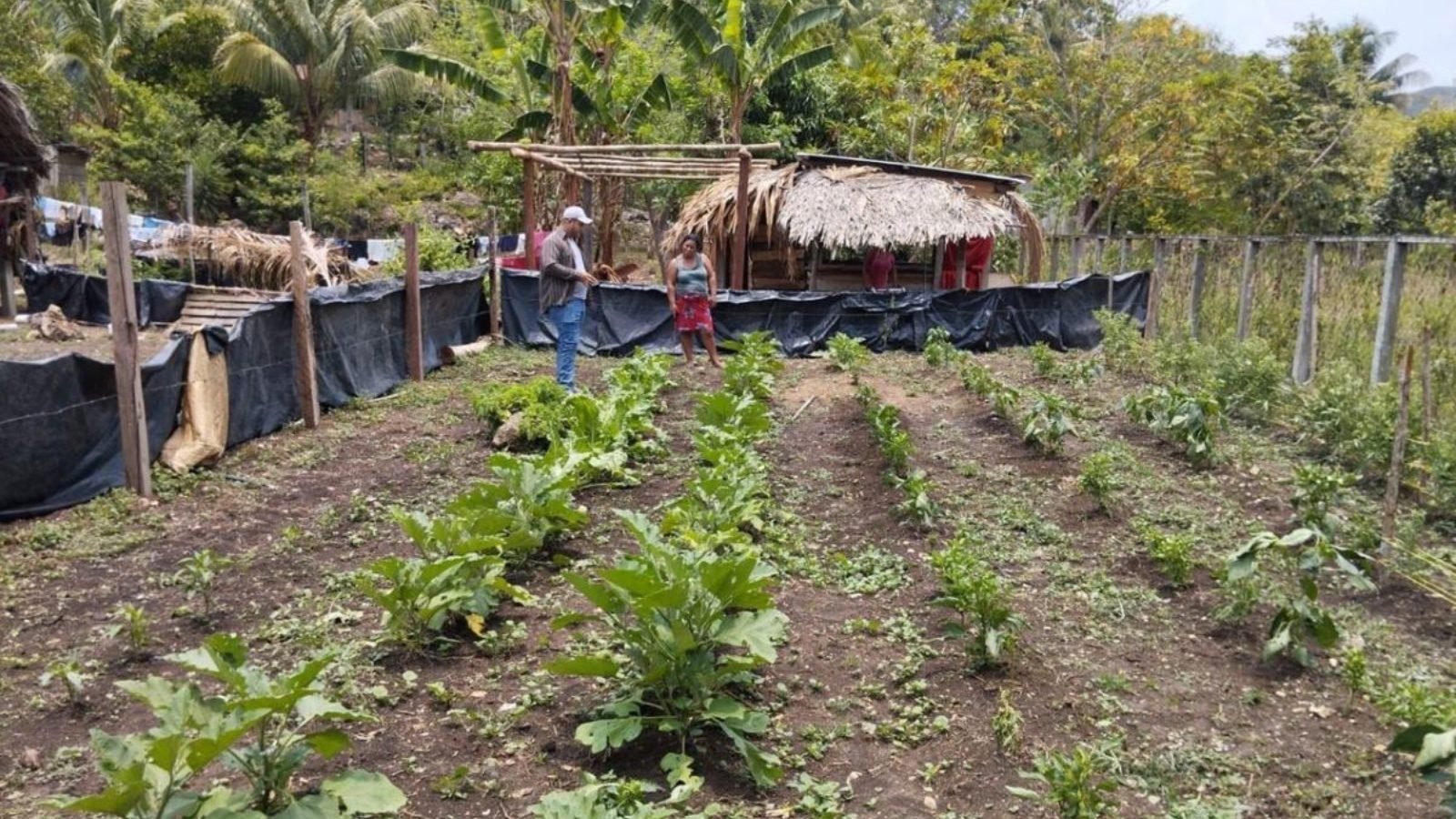 Entregan 40 mil pilones de hortalizas en Petén