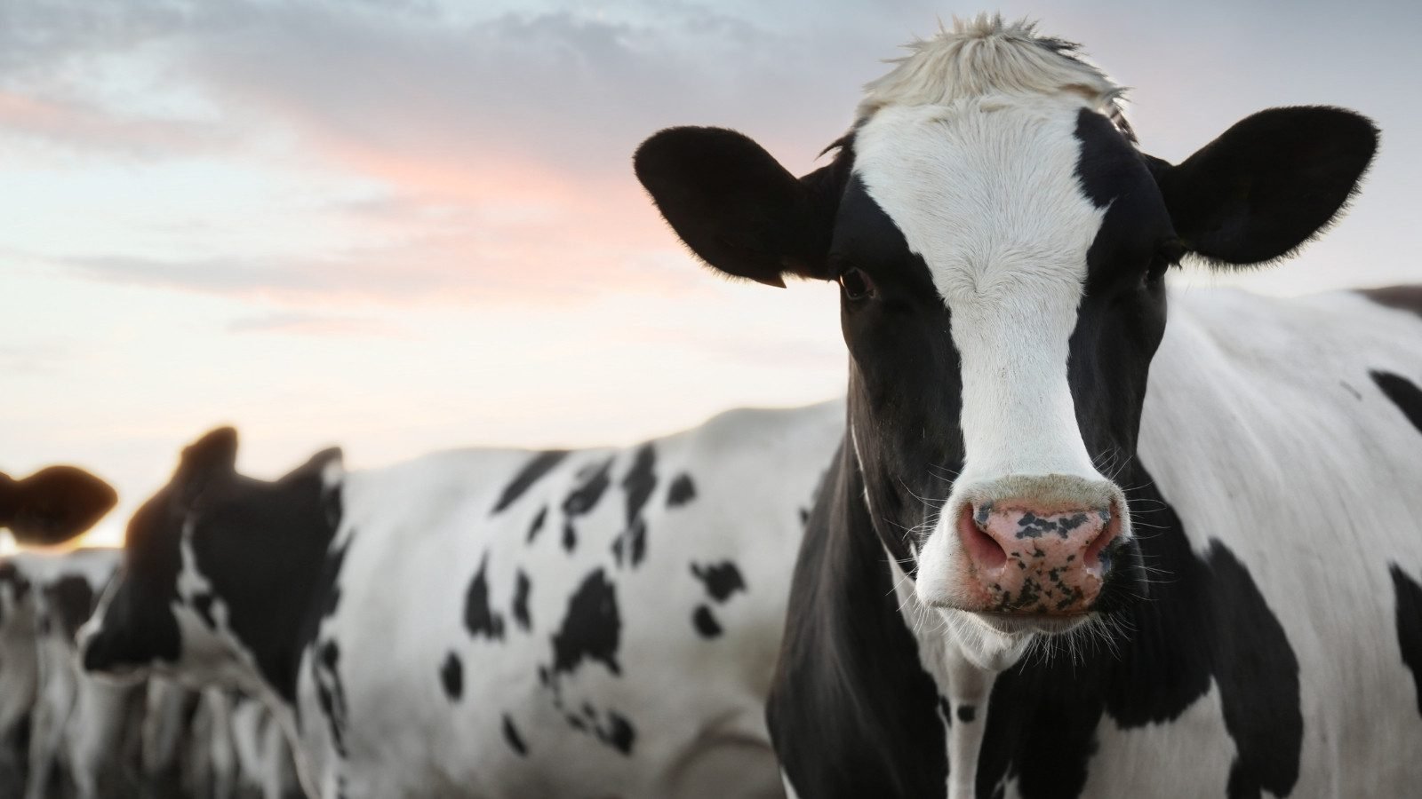 Emergencia nacional por plaga de gusano barrenador