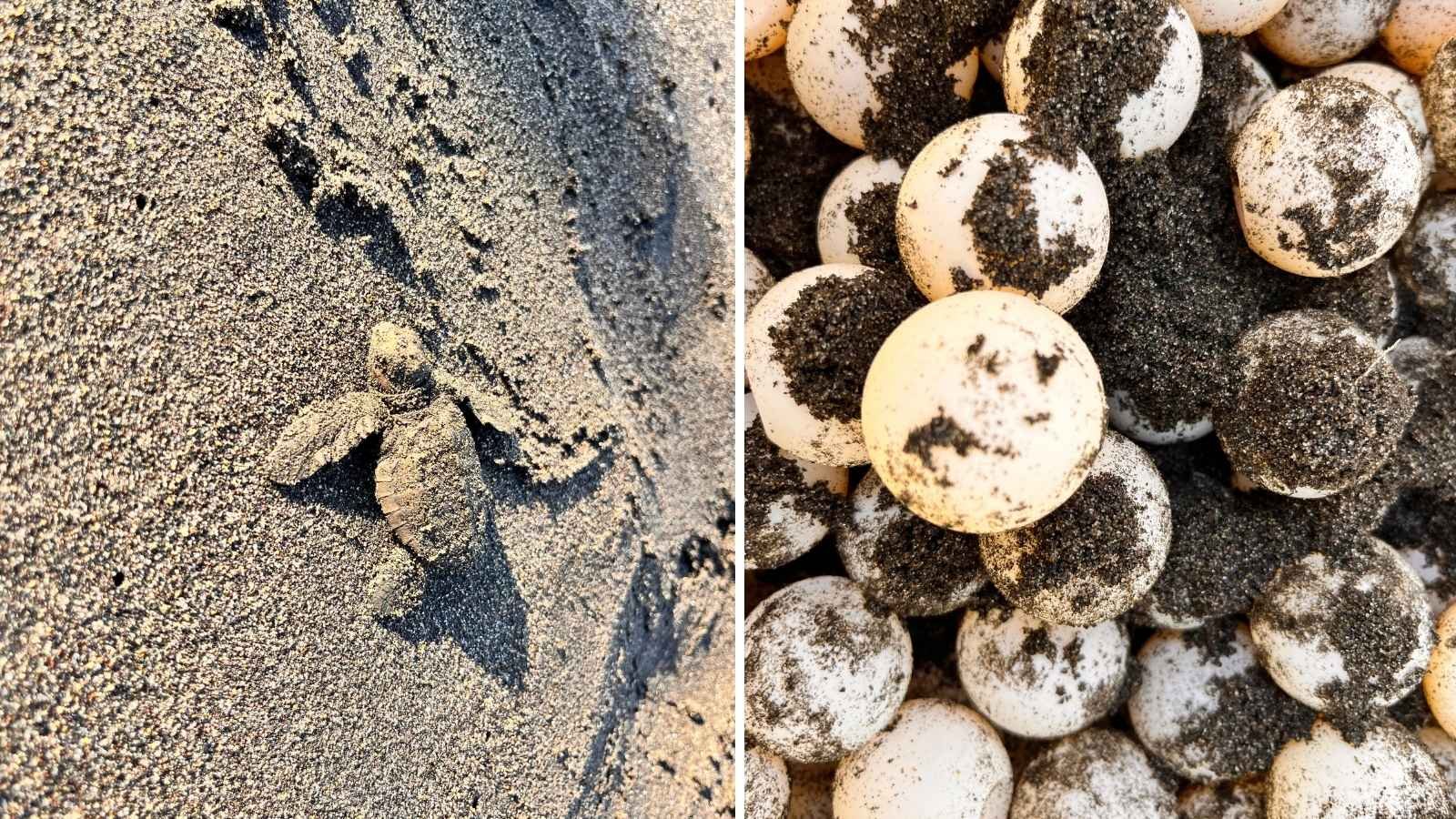 Liberan tortugas marinas para mantener el equilibrio en la biodiversidad marina