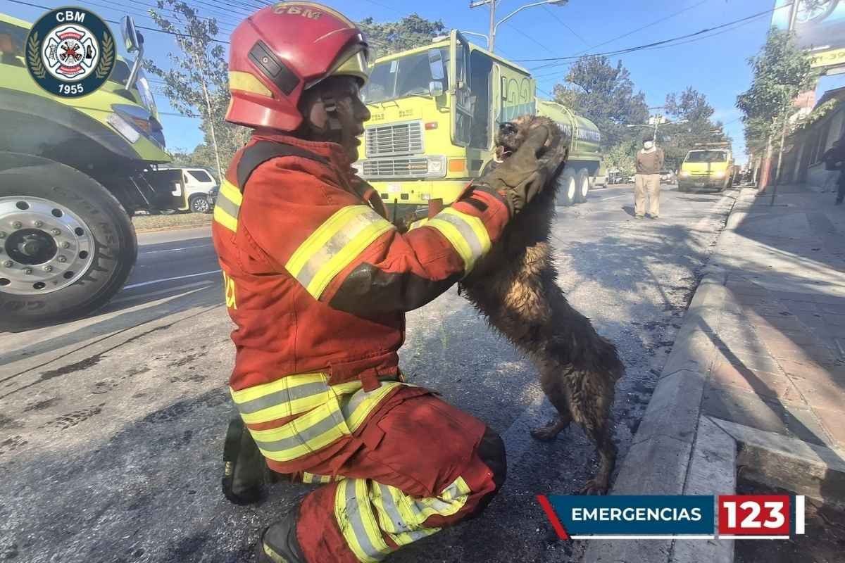 Incendio en zona 13 bomberos rescatan a tres perros atrapados