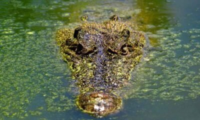 Conap retomará búsqueda de cocodrilo en Amatitlán en marzo 2025