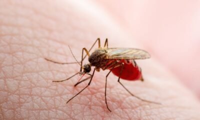 Dengue golpea a la niñez 44% de casos en menores de 15 años