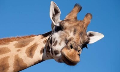 ¿Zoológico La Aurora abierto toda la Semana Santa Estos son los horarios