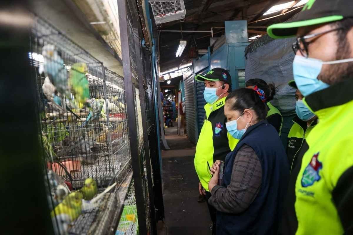 Mercado El Guarda Rescatan fauna y cierran 39 locales por maltrato animal