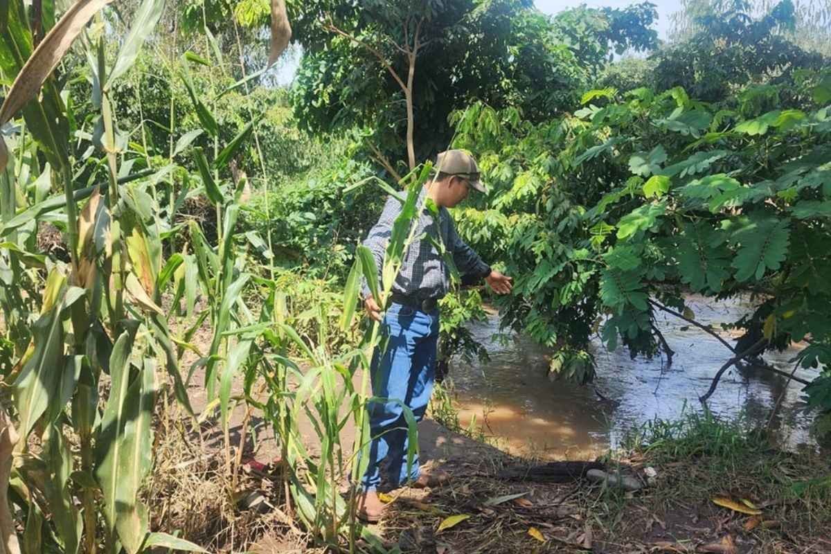 MAGA intensifica vigilancia por daños en cultivos ante lluvias en 13 departamentos