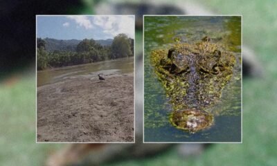 Cocodrilos salen del río Polochic y vecinos alertan presencia en caminos de Alta Verapaz
