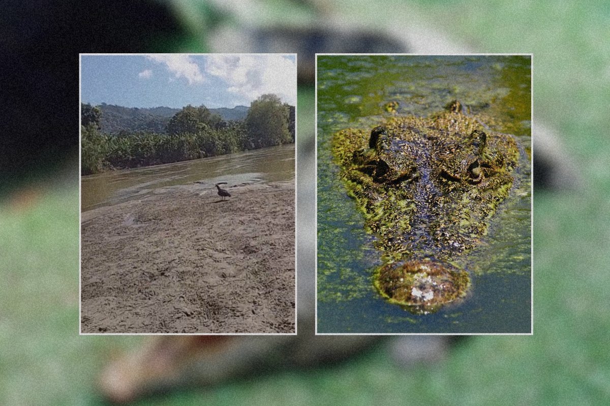 Cocodrilos salen del río Polochic y vecinos alertan presencia en caminos de Alta Verapaz