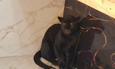 Jaguar melánico hallado con vida en San Juan Sacatepéquez permanece bajo observación veterinaria