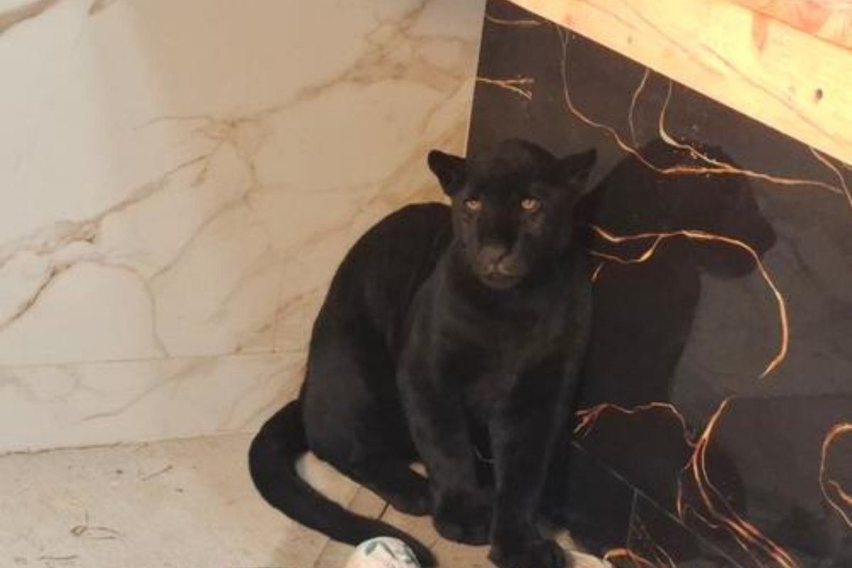 Jaguar melánico hallado con vida en San Juan Sacatepéquez permanece bajo observación veterinaria