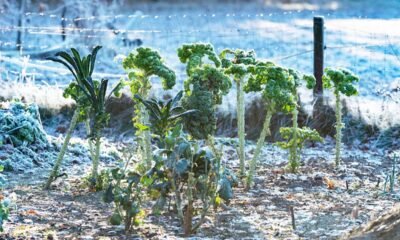 Ocho departamentos del occidente, los más afectados por heladas que dañan cultivos