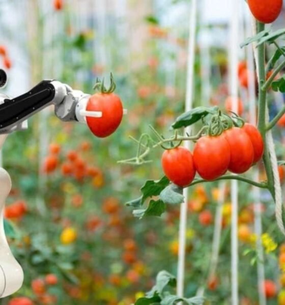 SAP y Syngenta sellan acuerdo para impulsar la agricultura con inteligencia artificial